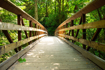 wooden bridge in the forest