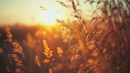 Beautiful panoramic countryside with blooming high grass at sunset summer landscape. AI generated