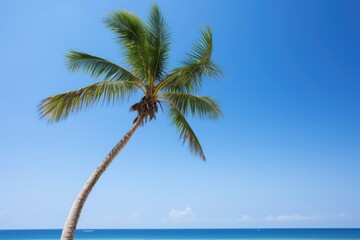 Obraz premium Palm tree on tropical beach summer sky outdoors.