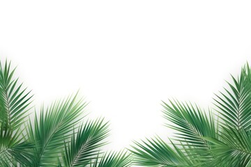 Obraz premium Palm leaves backgrounds outdoors nature.