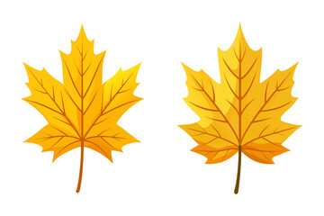 Fototapeta premium autumn maple leaves