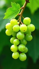 Cluster of ripe green grapes with a single leaf , sweet, food icon