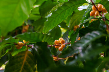 Close-up photo of orange-colored coffee tree fruits growing