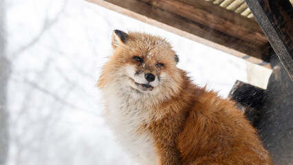 A red fox with a thick fur coat sits under a shelter in a snowy landscape, braving the cold winter...