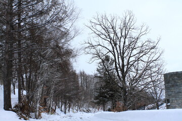 雪の林道