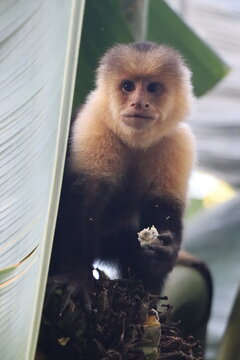 monito cariblanca