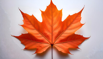 Fototapeta premium Vibrant Orange Maple Leaf on White