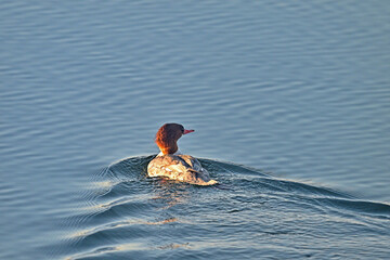 The common merganser or goosander swimming in lake water