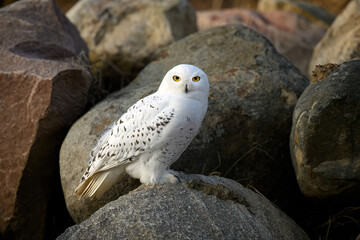 Snowy owl ( bubo scandiacus ) close up