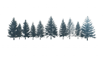 Fototapeta premium A row of evergreen trees displaying various heights and shapes, showcasing a natural, forest-like appearance.