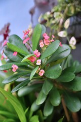 pink and white flower
