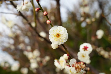 春を告げる梅の庭園