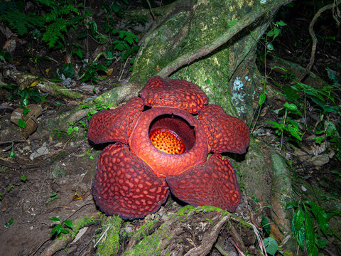 rafflesia