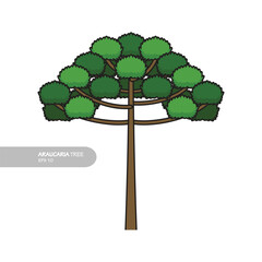 araucaria tree design vector flat modern isolated on white background