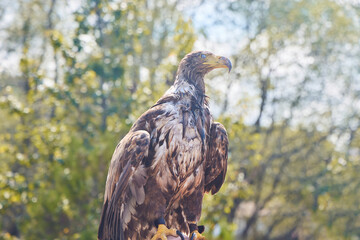 A large tame eagle. The eagle is brown and white with a yellow beak. The scene takes place outdoors, with trees in the background