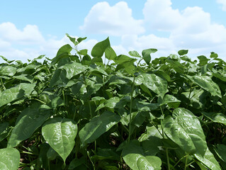 Lush green bean field under a sunny sky; agriculture