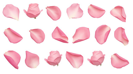 Fototapeta premium rose petals isolated on transparent white background, clipping path