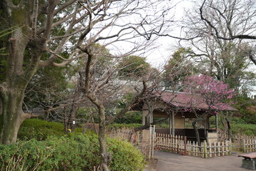 春を告げる梅園
