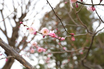 春を告げる梅園
