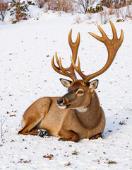 Naklejka premium Resting deer with antlers on snowy ground