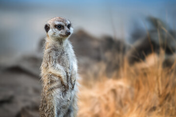 A solitary meerkat standing upright amidst golden grass and rocky terrain in a serene natural...