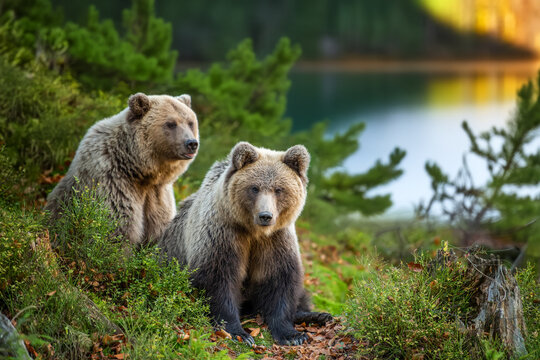 Brown bear in autumn forest