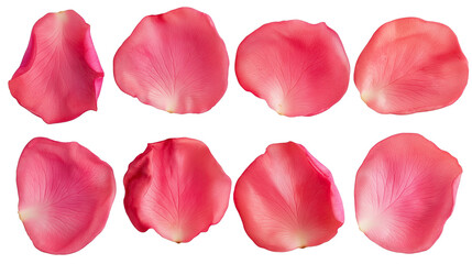 Fototapeta premium rose petals isolated on transparent white background, clipping path