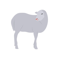 Sheep, Farming Flat Vector Illustration