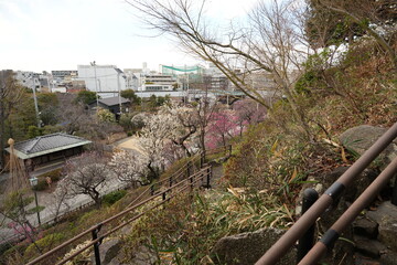 春を告げる梅園
