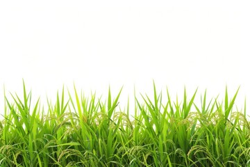 Fototapeta premium Rice field nature backgrounds landscape.