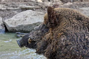 Portrait of a boar digging in the mud