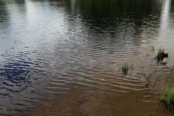 Serene Lake Waters with Subtle Ripples and Reflective Surface in Tranquil Natural Setting