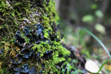 Close-Up of Moss and Lichens on Tree Trunk in Forest, Emphasizing Nature's Intricate Beauty