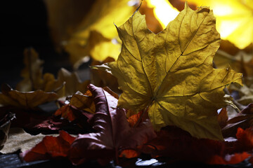 Autumn Leaves in Warm Sunlight - Beautiful Fall Foliage with Rich Colors and Textures