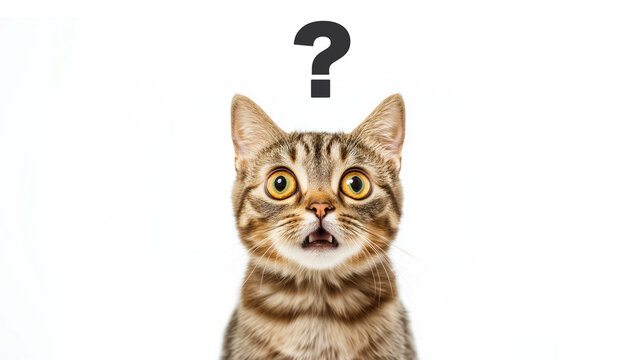 cat_background_359
