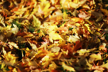 Colorful Autumn Leaves on Ground in Sunlight - Fall Foliage, Seasonal Nature Background
