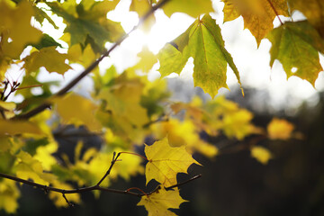 Sunlit Autumn Leaves on Branches in a Forest Setting