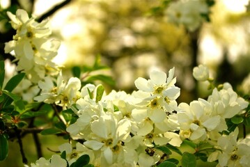 white dogwood flowers on branch in golden bour