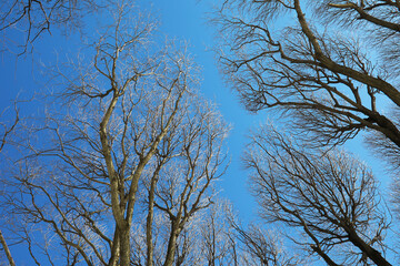 Obraz premium Winter Trees Against Clear Blue Sky Capturing the Beauty of Nature's Simplicity