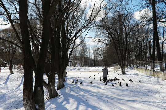 Winter Park Scene with Person Feeding Birds Among Snow-Covered Trees and Walkways