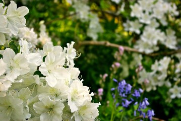 white azalea flowers amid northeastern garden