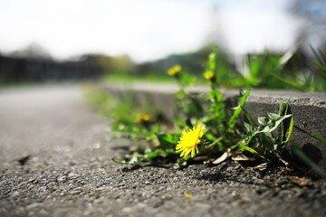 Vibrant Yellow Dandelion Growing through Crack in Pavement