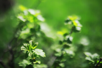 Fresh Green Leaves in Springtime Sunlight, Nature Growth Close-up, Environment Eco Foliage
