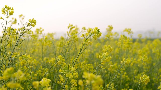 Vast yellow mustard oil field.