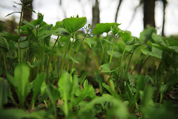 Close-Up of Lush Green Foliage with Delicate Blue Flowers in a Forest Setting