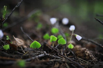 Close-up of Delicate Wildflowers with Fresh Green Leaves Amidst Forest Underbrush