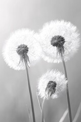 Three dandelions in monochrome light showing delicate seed heads and stems against soft background