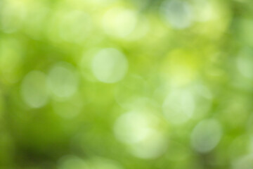 Green bokeh background, blurry green leaves out of focus.