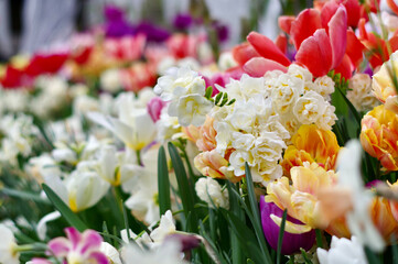 variety of colorful tulips and other flowers in spring greenhouse