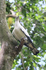 A striking bird with white and black plumage stands on a tree branch, surrounded by vibrant green leaves under clear blue skies. The natural habitat emphasizes its beauty
